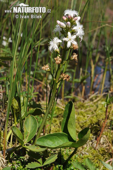 Vachta trojlistá (Menyanthes trifoliata)