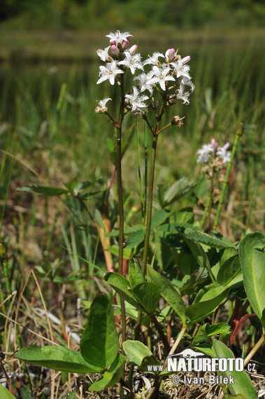 Vachta trojlistá (Menyanthes trifoliata)