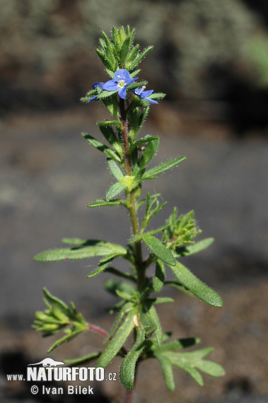 Veronika Dillenova (Veronica dillenii)