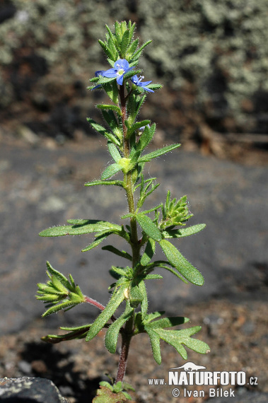 Veronika Dillenova (Veronica dillenii)