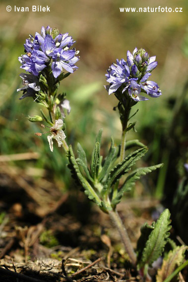 Veronika rozprostretá (Veronica prostrata)