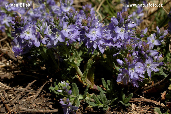 Veronika rozprostretá (Veronica prostrata)