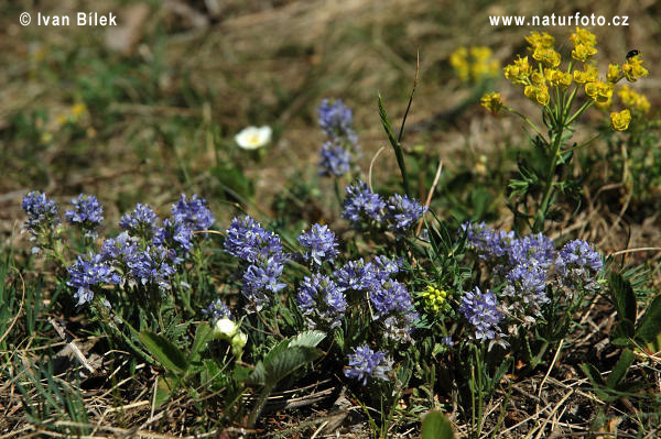 Veronika rozprostretá (Veronica prostrata)