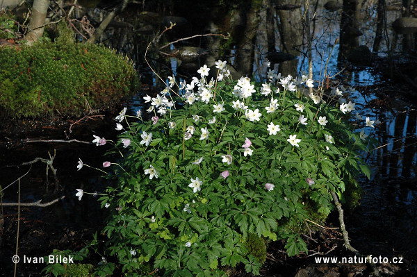 Veternica hájna (Anemone nemorosa)