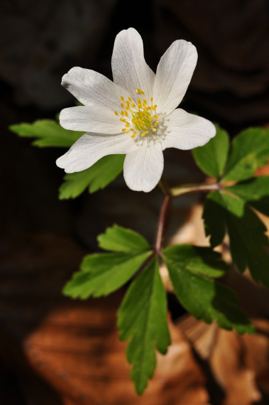 Veternica hájna (Anemone nemorosa)