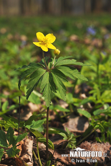 Veternica iskerníkovitá (Anemone ranunculoides)