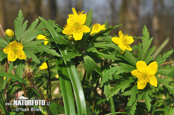 Veternica iskerníkovitá (Anemone ranunculoides)