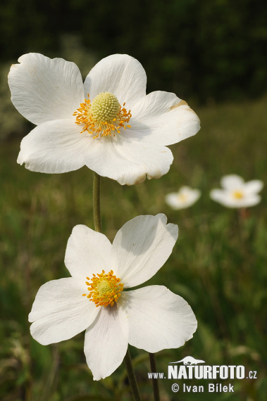 Veternica lesná (Anemone sylvestris)