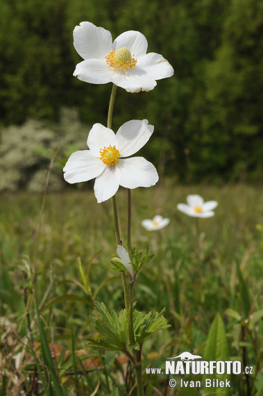 Veternica lesná (Anemone sylvestris)