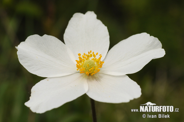 Veternica lesná (Anemone sylvestris)