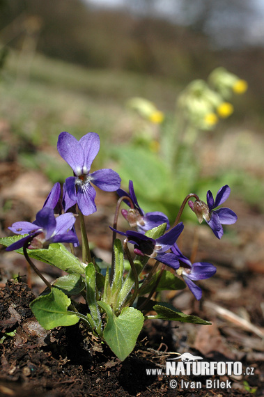 Violka srstnatá (Viola hirta)