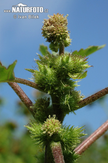 Voškovník polabský (Xanthium albinum)