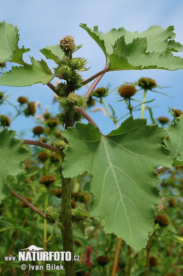 Voškovník polabský (Xanthium albinum)