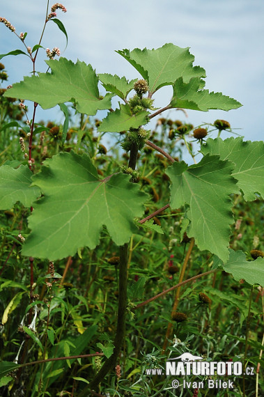 Voškovník polabský (Xanthium albinum)