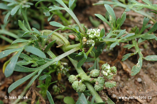 Vraňonôžka šupinatá (Coronopus squamatus)