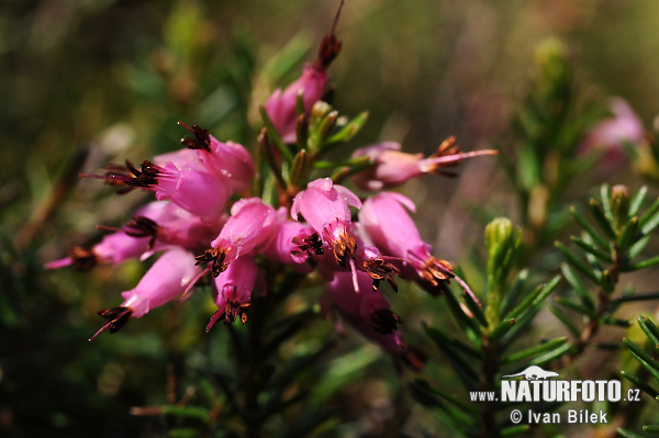 Vresovec mäsový (Erica carnea)