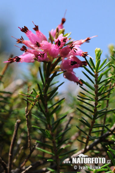 Vresovec mäsový (Erica carnea)