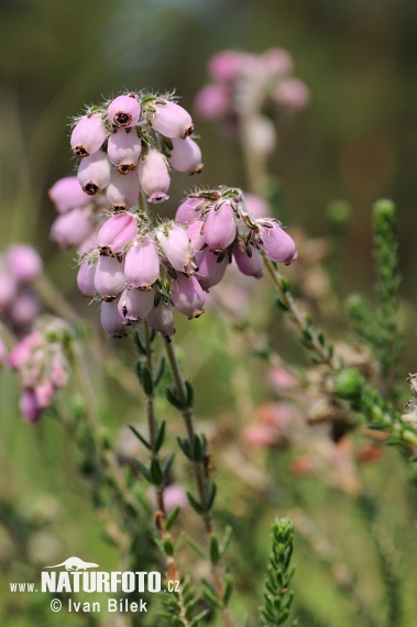 Vresovec štvorradý (Erica tetralix)