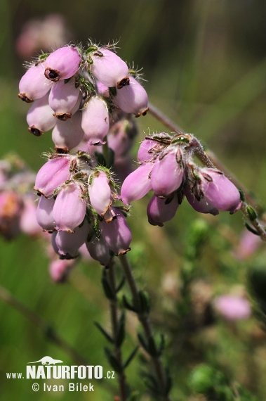 Vresovec štvorradý (Erica tetralix)