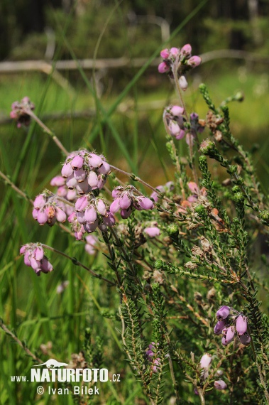 Vresovec štvorradý (Erica tetralix)