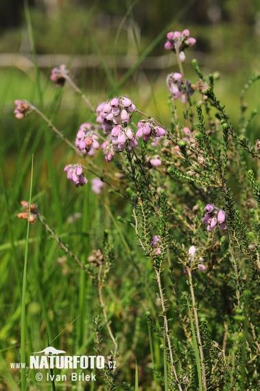 Vresovec štvorradý (Erica tetralix)