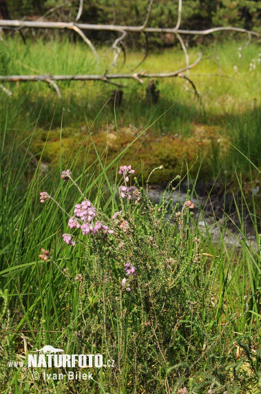 Vresovec štvorradý (Erica tetralix)