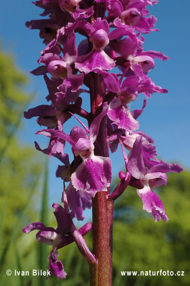 Vstavač mužský (Orchis mascula)