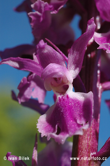 Vstavač mužský (Orchis mascula)