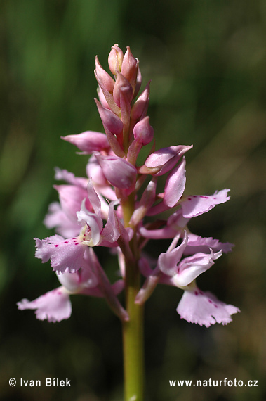 Vstavač mužský (Orchis mascula)