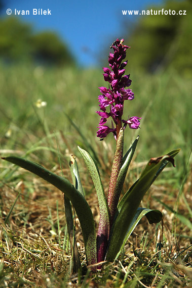 Vstavač mužský (Orchis mascula)