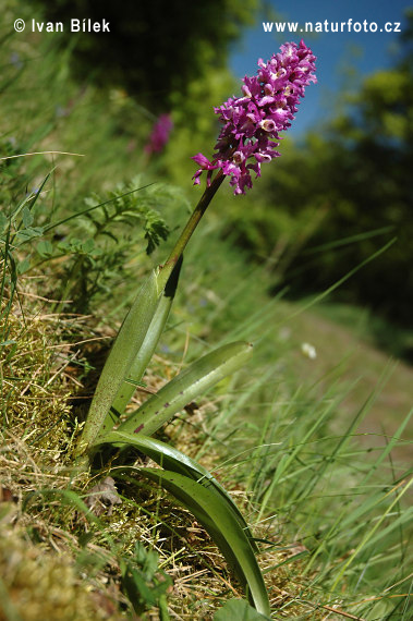 Vstavač mužský (Orchis mascula)