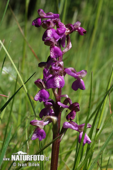 Vstavač obyčajný (Orchis morio)