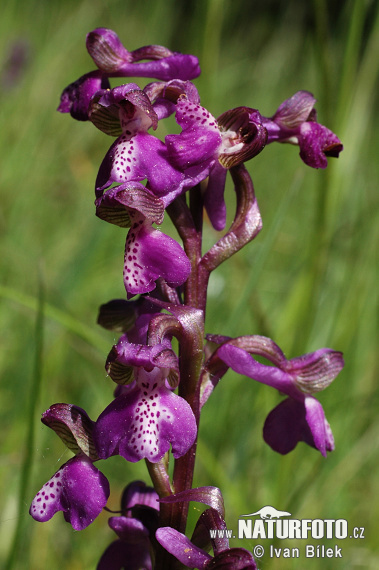 Vstavač obyčajný (Orchis morio)