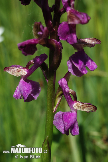 Vstavač obyčajný (Orchis morio)