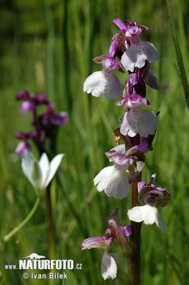 Vstavač obyčajný (Orchis morio)