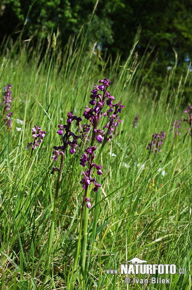 Vstavač obyčajný (Orchis morio)