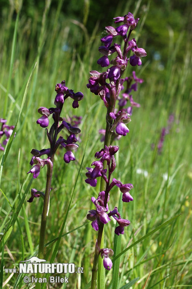 Vstavač obyčajný (Orchis morio)