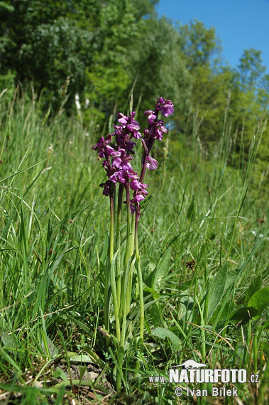 Vstavač obyčajný (Orchis morio)