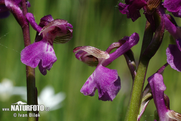 Vstavač obyčajný (Orchis morio)