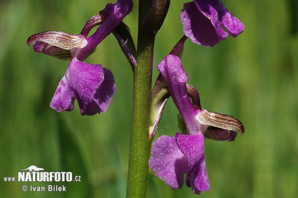 Vstavač obyčajný (Orchis morio)