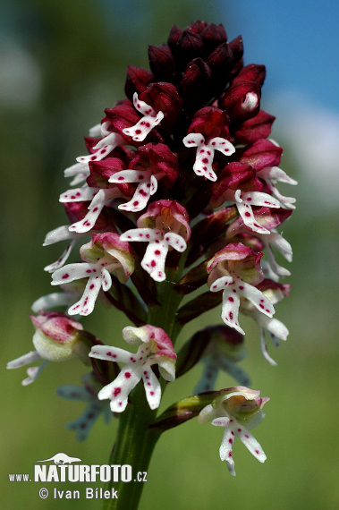 Vstavač počerný (Orchis ustulata)