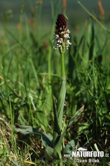 Vstavač počerný (Orchis ustulata)