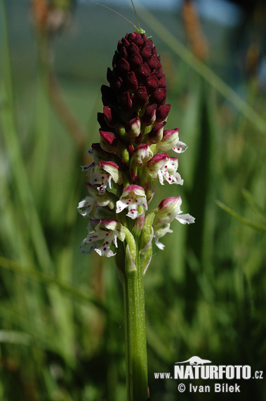 Vstavač počerný (Orchis ustulata)