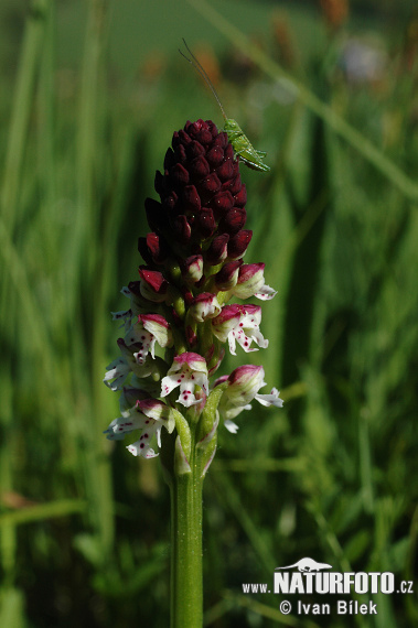 Vstavač počerný (Orchis ustulata)