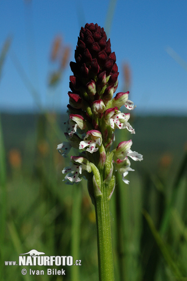 Vstavač počerný (Orchis ustulata)