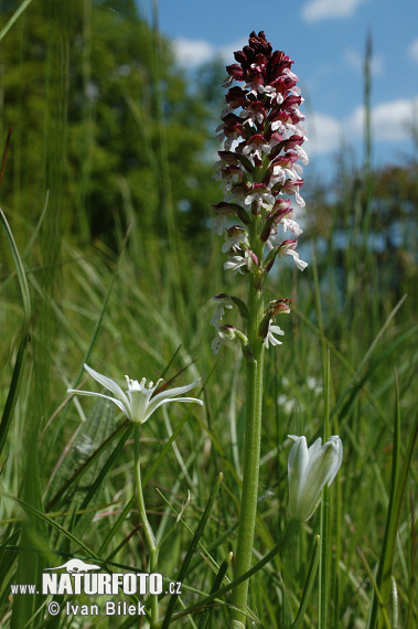 Vstavač počerný (Orchis ustulata)