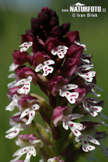 Vstavač počerný (Orchis ustulata)