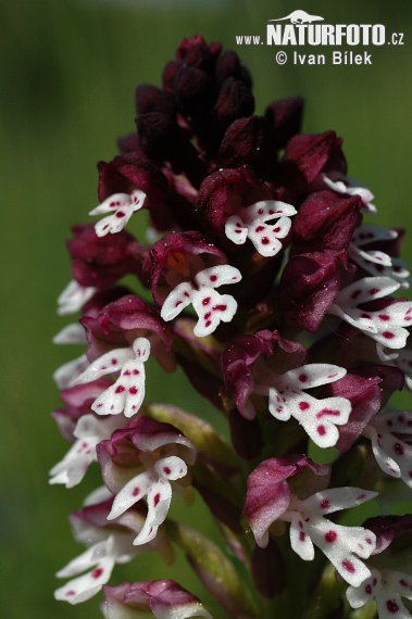Vstavač počerný (Orchis ustulata)