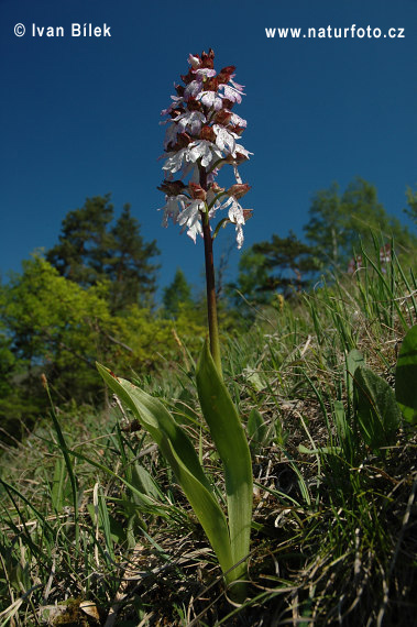 Vstavač purpurový (Orchis purpurea)