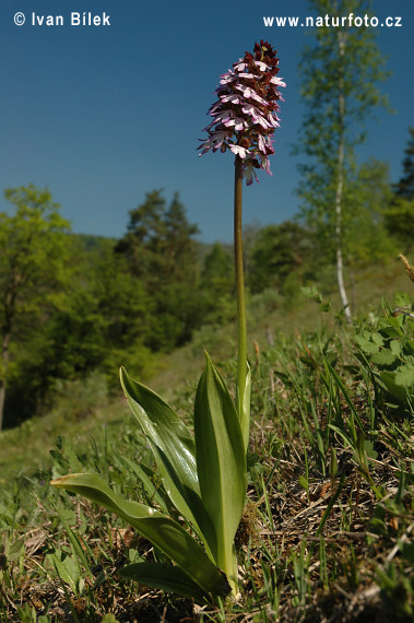 Vstavač purpurový (Orchis purpurea)